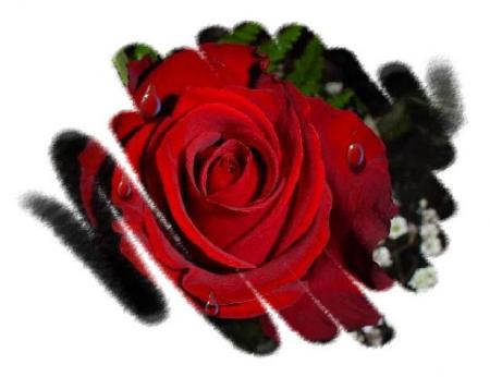                         <==rOse rOuge==>***